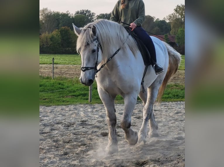 Shire Horse Hongre 5 Ans 195 cm Blanc in Unterneukirchen