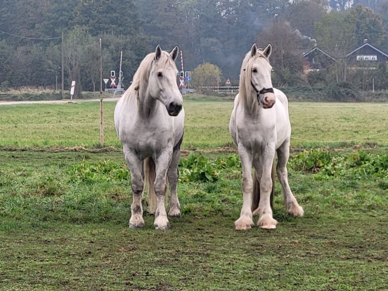 Shire Horse Hongre 5 Ans 195 cm Blanc in Unterneukirchen