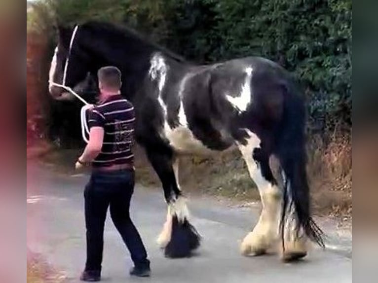 Shire Horse Hongre 5 Ans in whitchurch
