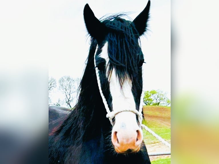 Shire Horse Hongre 5 Ans in whitegate