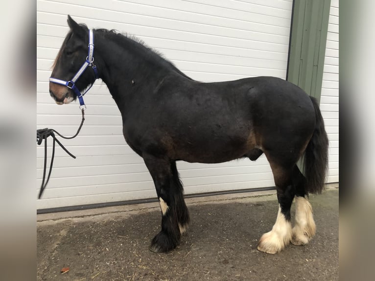 Shire Horse Hongre 6 Ans 175 cm Bai brun in Haselau