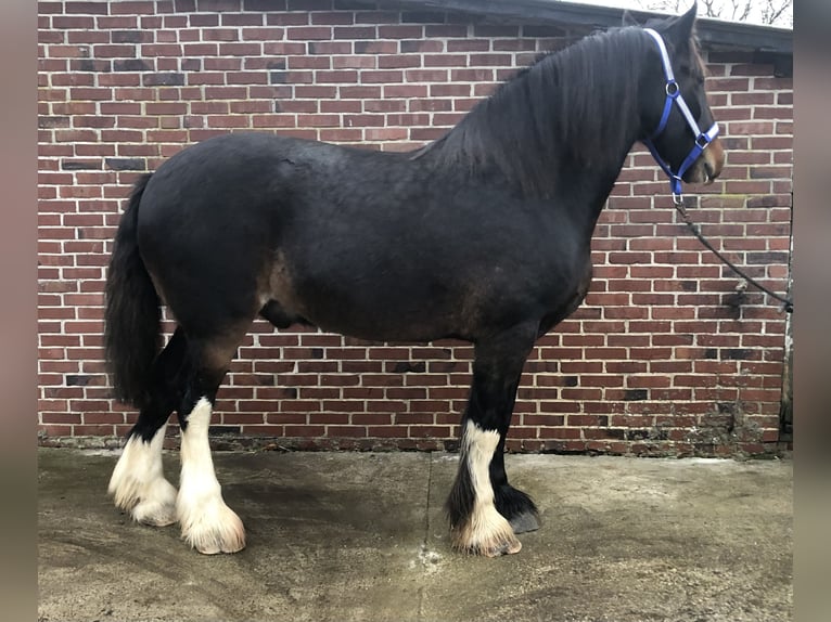 Shire Horse Hongre 6 Ans 175 cm Bai brun in Haselau