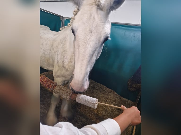 Shire Horse Hongre 6 Ans 175 cm Gris in Polsenz