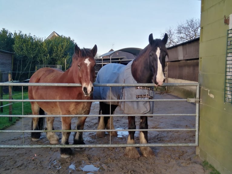 Shire Horse Hongre 6 Ans 183 cm Noir in Korschenbroich