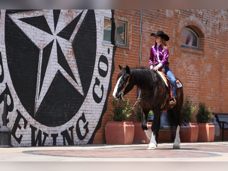 Shire Horse Hongre 8 Ans 163 cm Bai cerise in weatherford TX