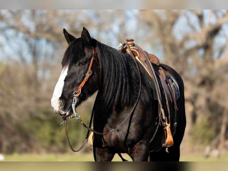 Shire Horse Hongre 8 Ans 163 cm Bai cerise in weatherford TX