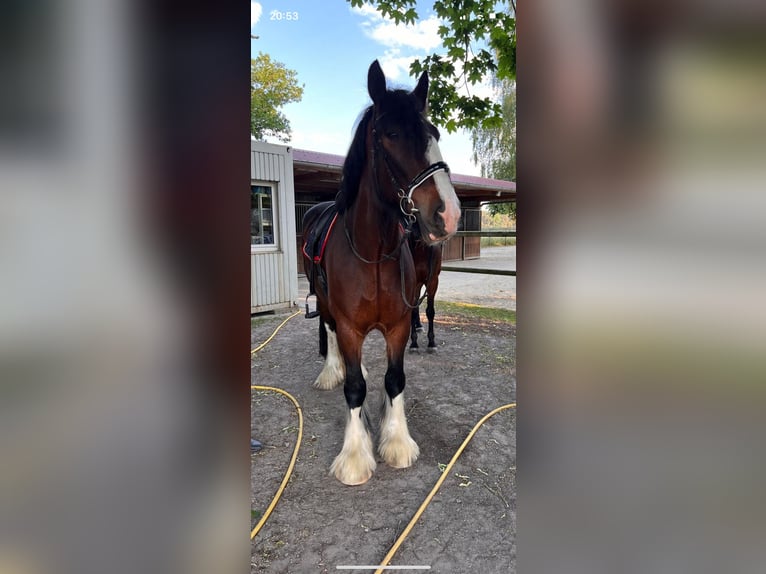 Shire Horse Hongre 8 Ans 180 cm Bai in Ganderkesee