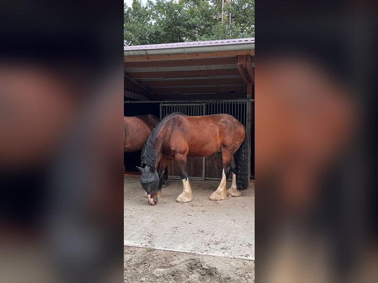 Shire Horse Hongre 8 Ans 180 cm Bai in Ganderkesee