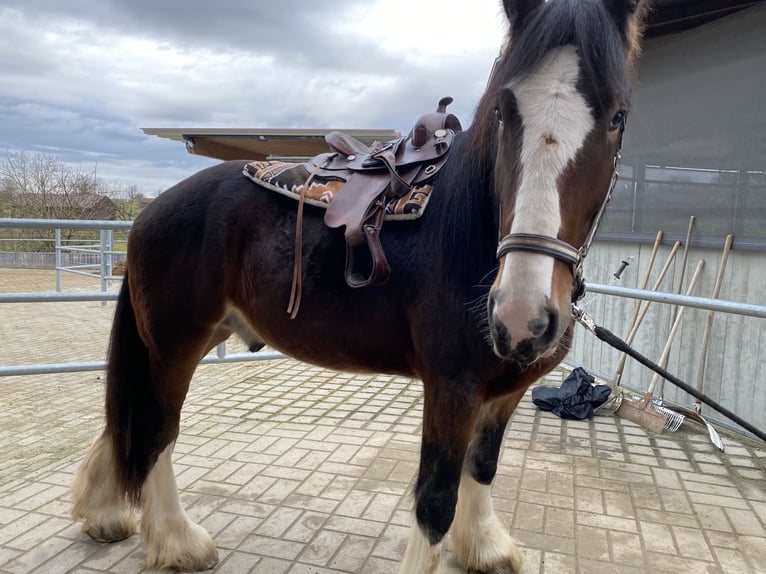 Shire Horse Hongre 8 Ans 190 cm Bai in Filderstadt
