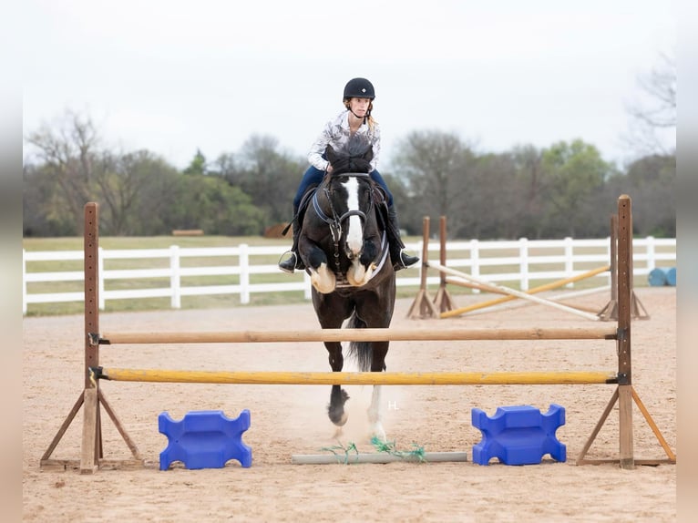 Shire Horse Hongre 9 Ans 163 cm Bai cerise in weatherford TX