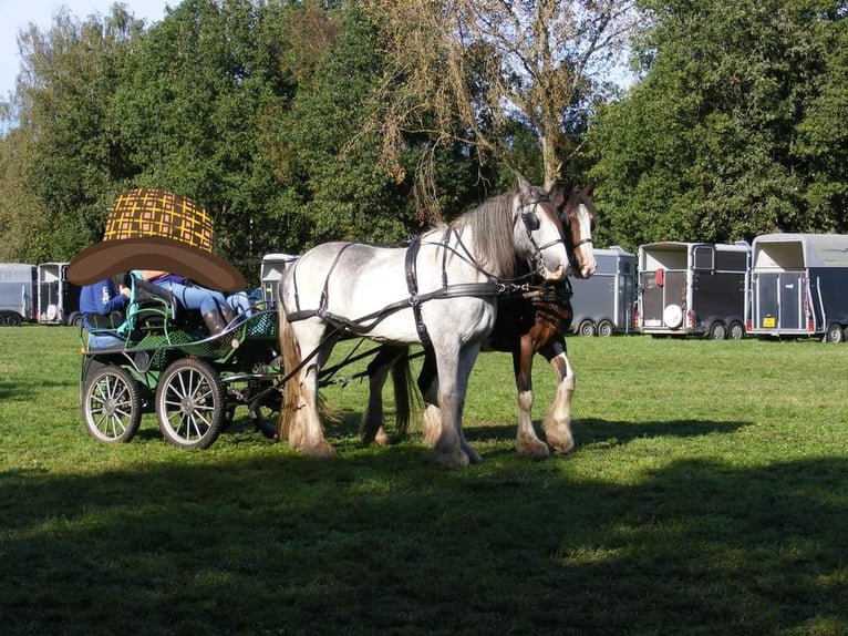 Shire Horse Hongre 9 Ans 189 cm Sabino in Wernhout