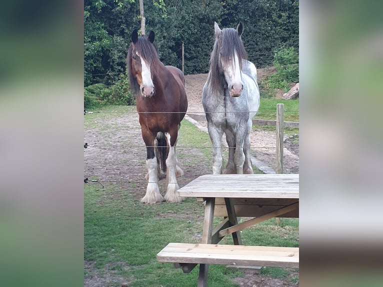 Shire Horse Hongre 9 Ans 189 cm Sabino in Wernhout