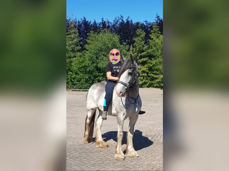 Shire Horse Hongre 9 Ans 189 cm Sabino in Wernhout