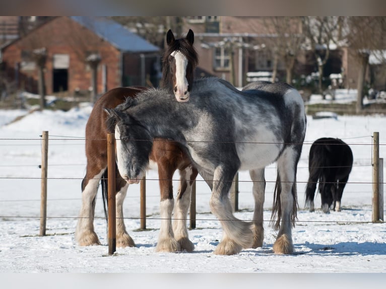 Shire Horse Hongre 9 Ans 189 cm Sabino in Wernhout