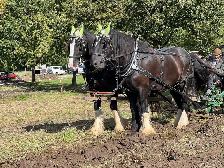 Shire Horse Hongre 9 Ans 195 cm Noir in Wabern