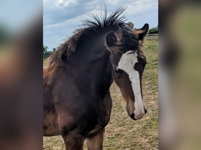 Shire Horse Hongre Poulain (05/2025) 180 cm Bai brun in York