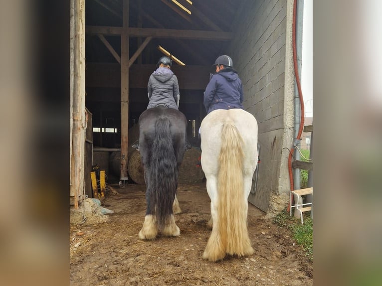 Shire Horse Jument 10 Ans 175 cm Gris in Bad Füssing