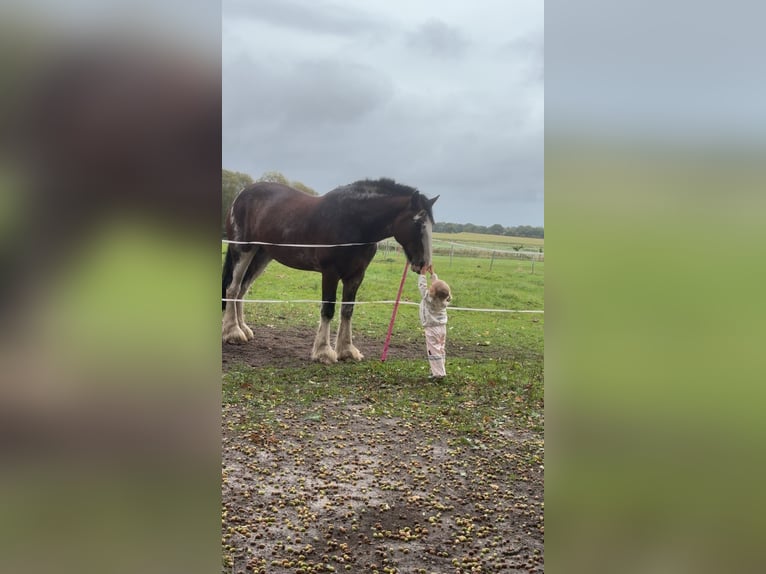 Shire Horse Jument 10 Ans 180 cm Bai in Brinjahe