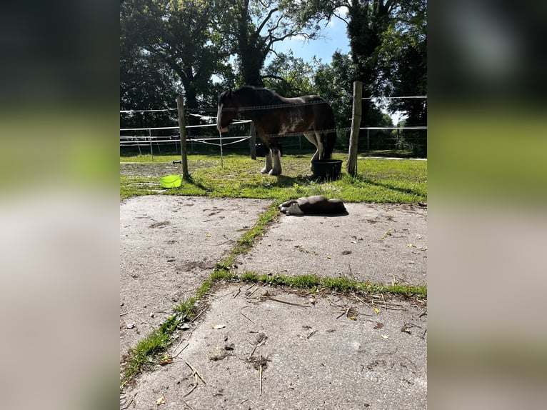 Shire Horse Jument 10 Ans 180 cm Bai in Brinjahe