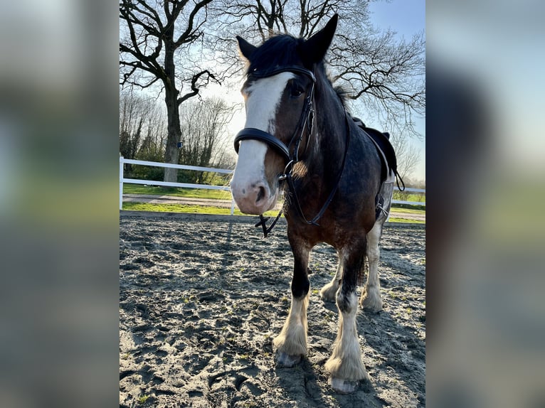 Shire Horse Jument 10 Ans 185 cm Bai in Brinjahe