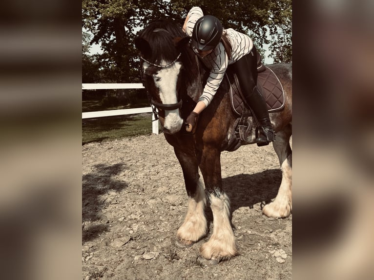 Shire Horse Jument 10 Ans 185 cm Bai in Brinjahe