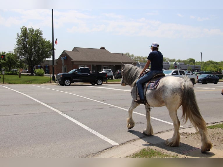 Shire Horse Jument 11 Ans 168 cm Sabino in Highland MI