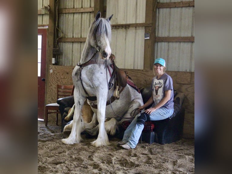 Shire Horse Jument 11 Ans 168 cm Sabino in Highland MI