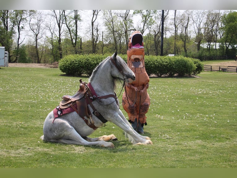 Shire Horse Jument 11 Ans 168 cm Sabino in Highland MI