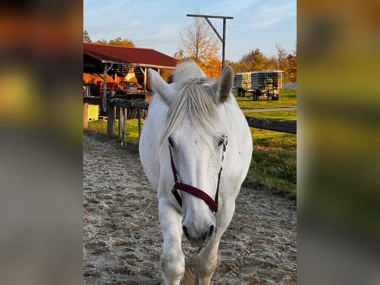 Shire Horse Jument 11 Ans 169 cm Gris in Hörstorf