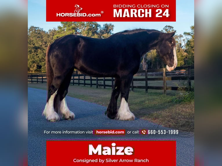 Shire Horse Jument 11 Ans 173 cm Noir in Morriston, FL