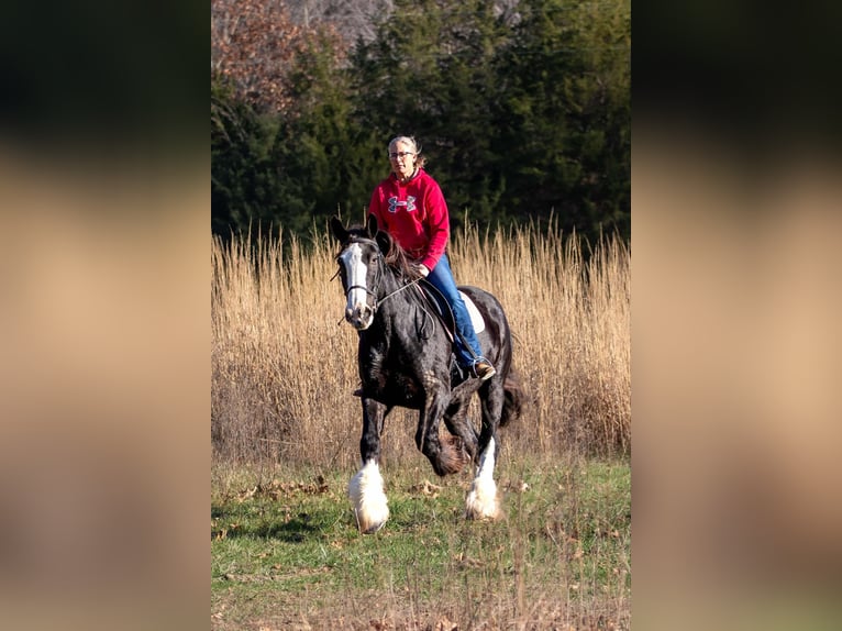 Shire Horse Jument 11 Ans 173 cm Noir in Morriston, FL