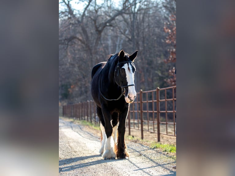 Shire Horse Jument 11 Ans 173 cm Noir in Morriston, FL