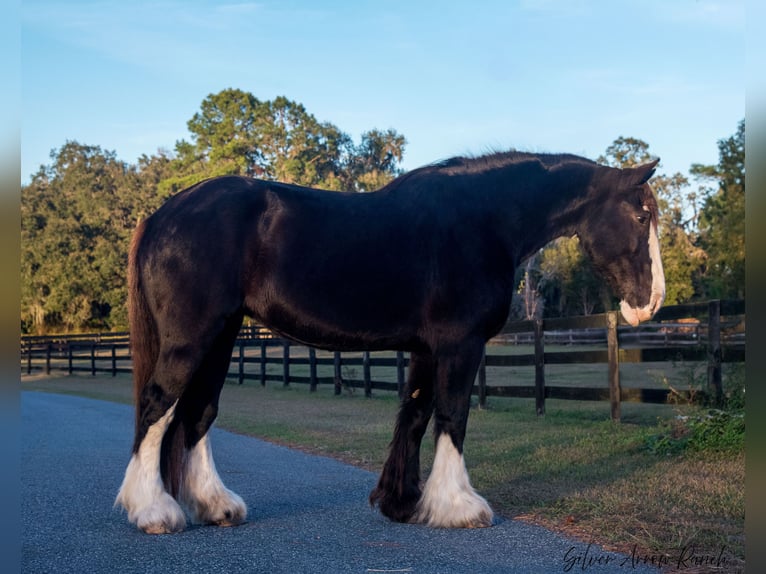 Shire Horse Jument 11 Ans 173 cm Noir in Morriston, FL