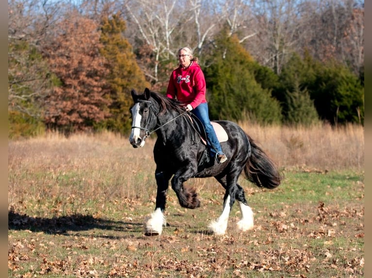 Shire Horse Jument 11 Ans 173 cm Noir in Morriston, FL