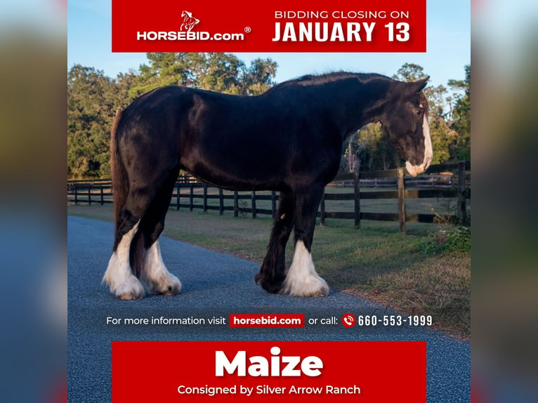 Shire Horse Jument 11 Ans 173 cm Noir in Morriston, FL