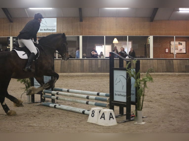 Shire Horse Jument 11 Ans 183 cm Bai in Hengelo