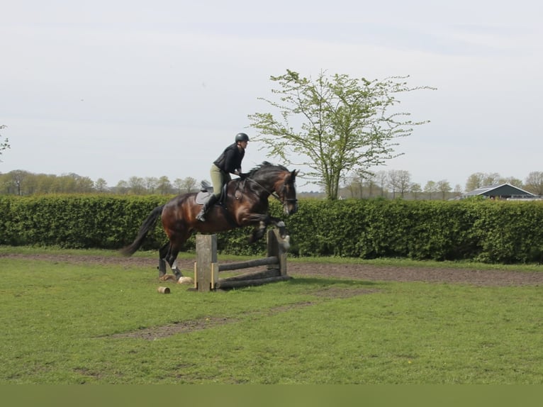 Shire Horse Jument 11 Ans 183 cm Bai in Hengelo