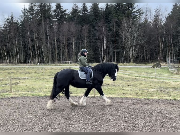 Shire Horse Jument 11 Ans 185 cm Noir in Thorsø