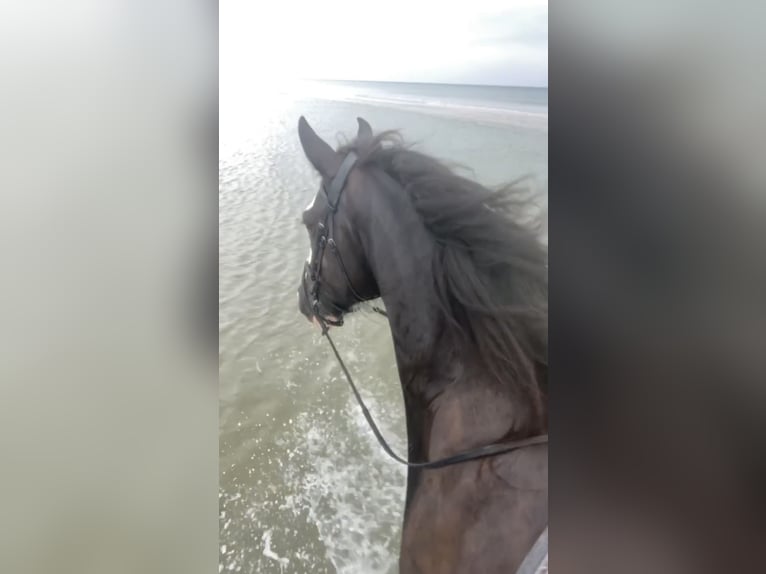 Shire Horse Jument 11 Ans 185 cm Noir in Thorsø