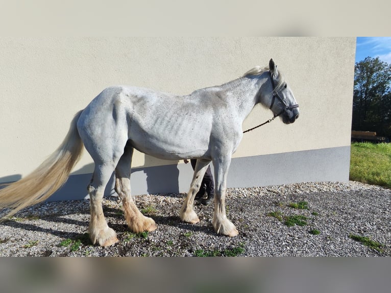 Shire Horse Jument 11 Ans 187 cm Gris in Eferding Shire Horse Jument 11 Ans 187 cm Gris in Eferding