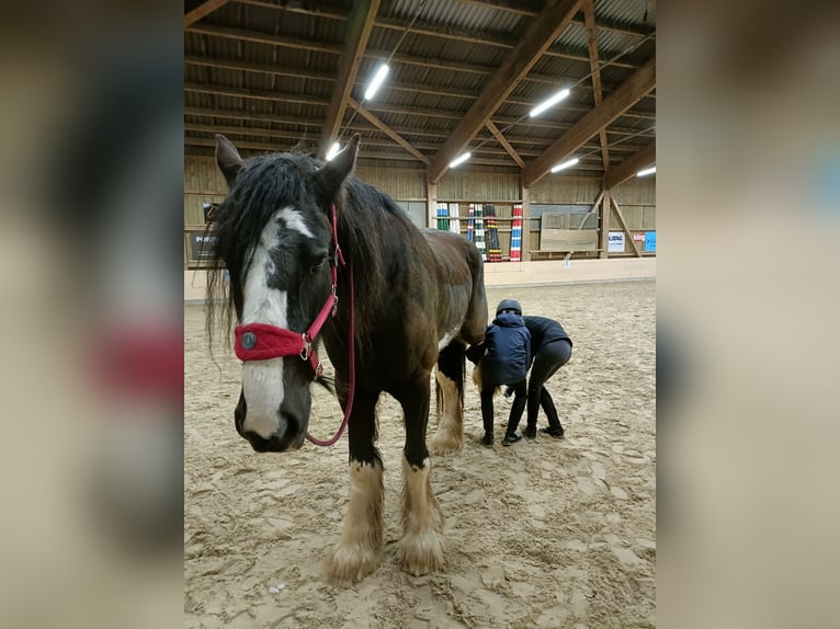 Shire Horse Jument 11 Ans 188 cm Noir in Ebnet