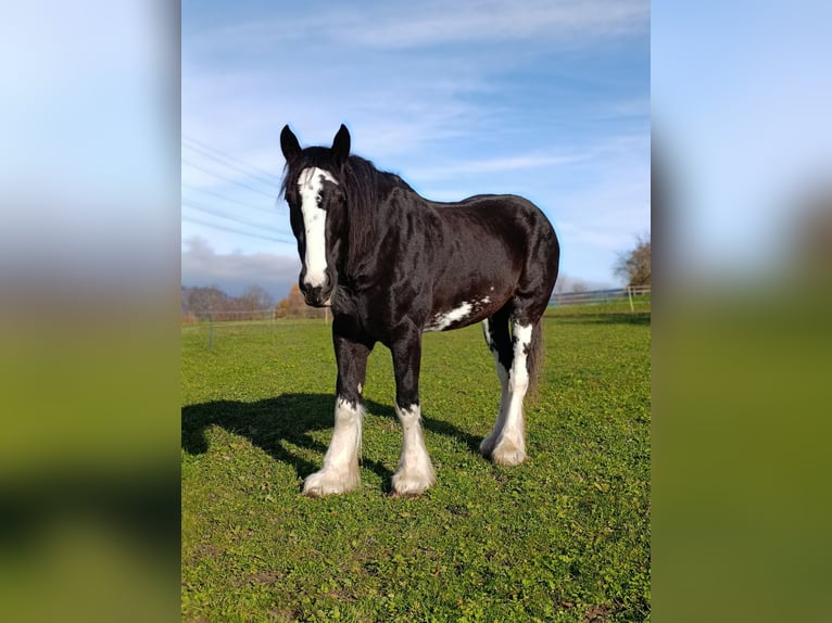 Shire Horse Jument 11 Ans 188 cm Noir in Ebnet