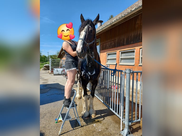 Shire Horse Jument 11 Ans 188 cm Noir in Ebnet
