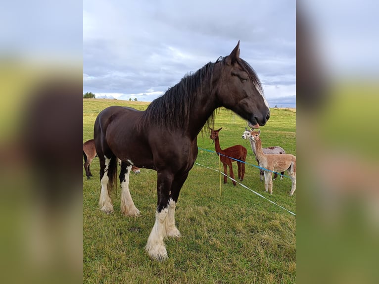 Shire Horse Jument 11 Ans 188 cm Noir in Ebnet
