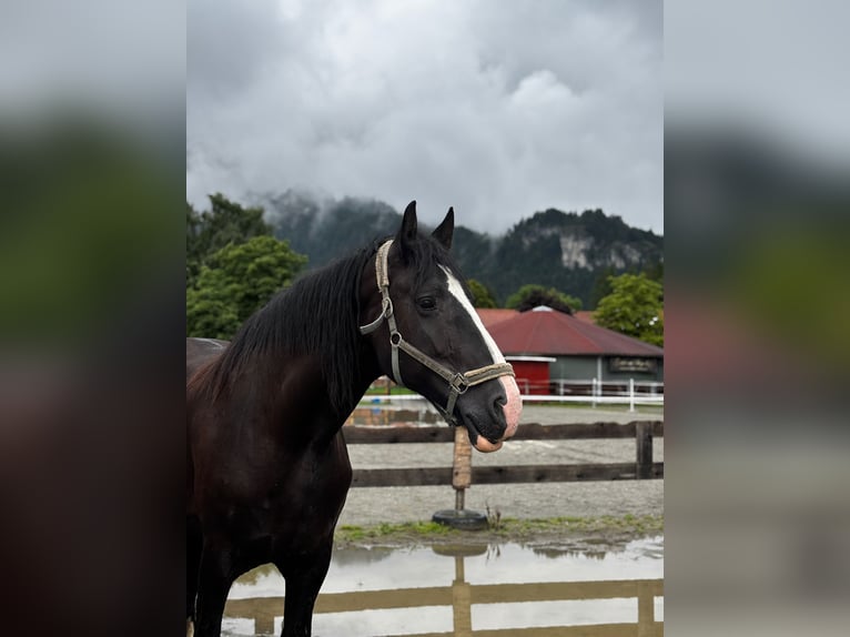 Shire Horse Jument 11 Ans 191 cm Bai brun in Reutte