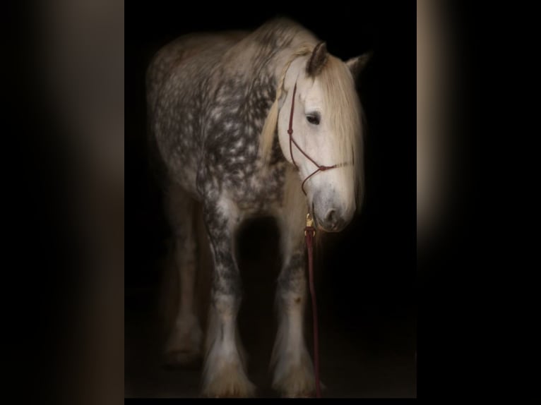 Shire Horse Jument 12 Ans 177 cm Gris in Ried im Innkreis Shire Horse Jument 12 Ans 177 cm Gris in Ried im Innkreis