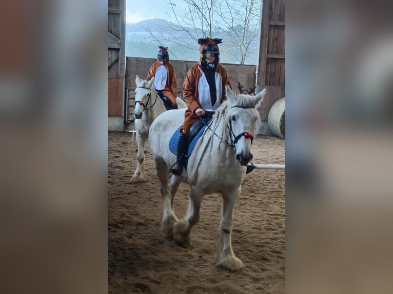 Shire Horse Jument 12 Ans 177 cm Gris in Ried im Innkreis Shire Horse Jument 12 Ans 177 cm Gris in Ried im Innkreis