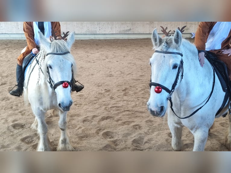 Shire Horse Jument 12 Ans 177 cm Gris in Ried im Innkreis Shire Horse Jument 12 Ans 177 cm Gris in Ried im Innkreis