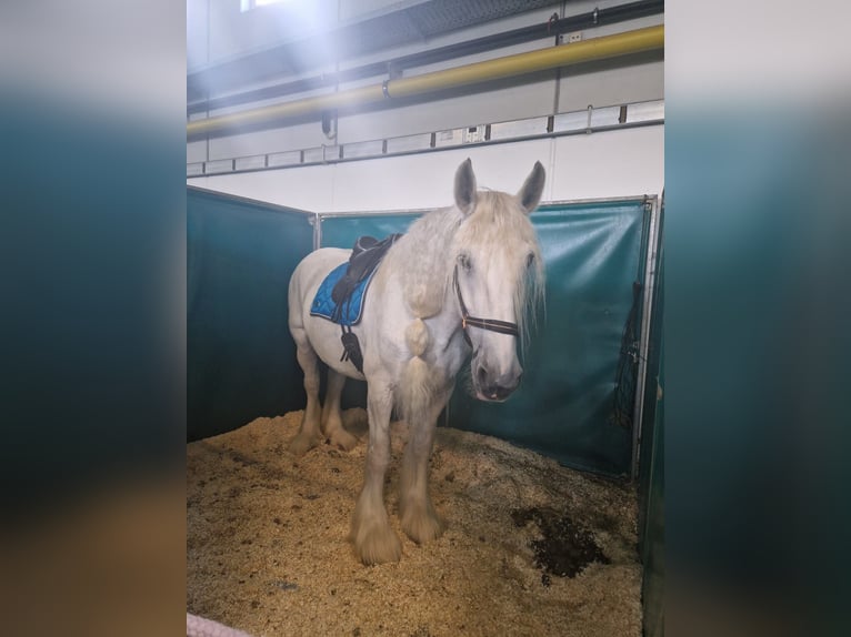 Shire Horse Jument 12 Ans 177 cm Gris in Ried im Innkreis Shire Horse Jument 12 Ans 177 cm Gris in Ried im Innkreis