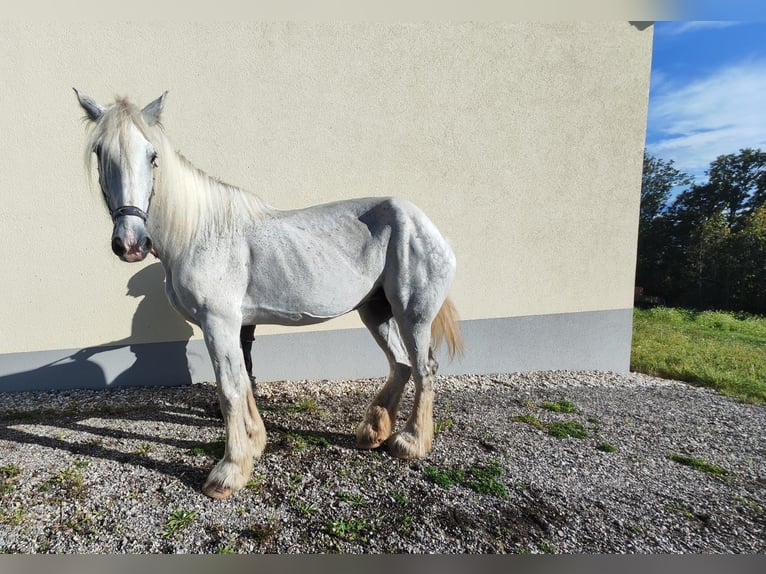 Shire Horse Jument 12 Ans 187 cm Gris in Eferding